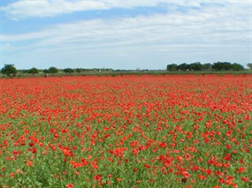 野外花草风景图片下载